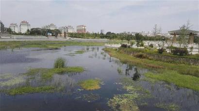 “星空官方网站”新西兰奶粉被指双重标准:含双氰胺对内禁售对外称安全(图1) 星空app官方网页